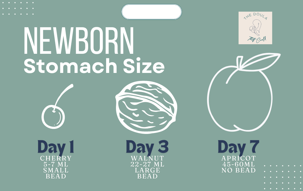 Newborn Stomach Size ID